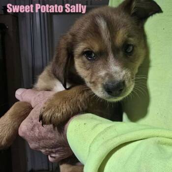 Rescue Australian Cattle Dog Blue Heeler Dogs for Adoption in Rockville, Maryland - Sweet Potato Sally | PetCurious