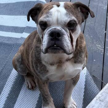 English Bulldog and Beagle Dogs Available for Adoption - Axel | PetCurious