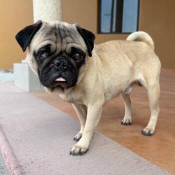 George -  Pug Dog for Adoption in Sherwood, Oregon - George | PetCurious