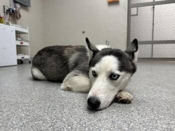 ZURI -  Siberian Husky and Mixed Breed Dog for Adoption in Pasadena, Texas - ZURI | PetCurious