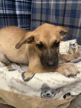 HUNTER -  German Shepherd Dog Dog for Adoption in Rosenberg, Texas - HUNTER | PetCurious