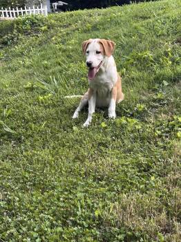 Delilah -  Beagle and Hound Dog for Adoption in Ball Ground, Georgia - Delilah | PetCurious