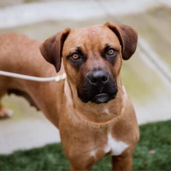 Rescue Dogue De Bordeaux Dogs for Adoption in Los Angeles, California - Missy | PetCurious