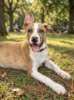 Etta -  Beagle and Border Collie Dog for Adoption - Etta | PetCurious