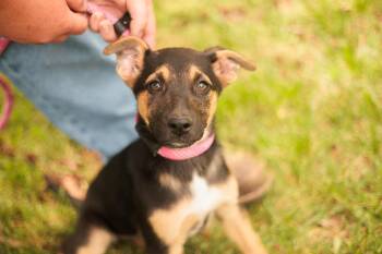 German Shepherd Dog Dogs Available for Adoption in Gradyville, Kentucky - Sage-Transport | PetCurious