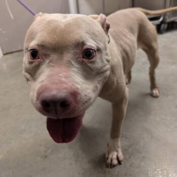 Pit Bull Terrier Dogs Available for Adoption in Manhattan, Kansas - Kardi | PetCurious
