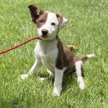 Noah -  Australian Shepherd and Labrador Retriever Dog for Adoption in Locust Fork, Alabama - Noah | PetCurious