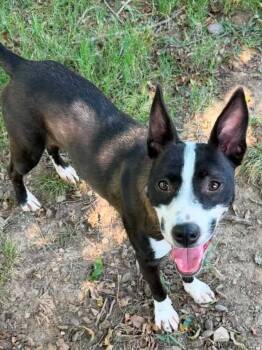 China -  Terrier and Pit Bull Terrier Dog for Adoption in Valley Park, Oklahoma - China | PetCurious