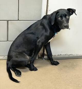 Jalepeno -  Mixed Breed Dog for Adoption in Nashville, Tennessee - Jalepeno | PetCurious