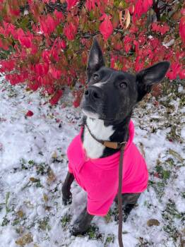 Rescue Shepherd Dogs for Adoption in Roachdale, Indiana - Peyton | PetCurious