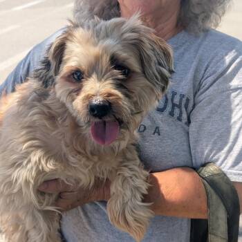 Coco -  Yorkshire Terrier and Shih Tzu Dog for Adoption in Titusville, Florida - Coco | PetCurious