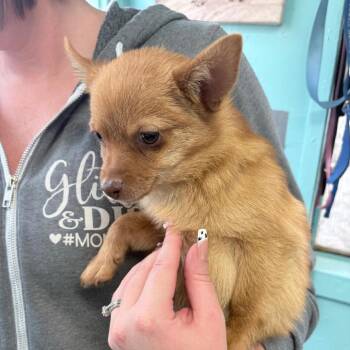 Pomeranian Dogs Available for Adoption in Boerne, Texas - Crocket | PetCurious