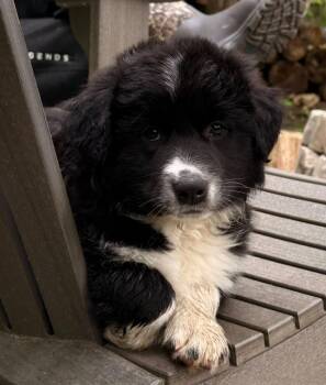 JONAH -  Australian Shepherd and Border Collie Dog for Adoption in Newaygo, Michigan - JONAH | PetCurious