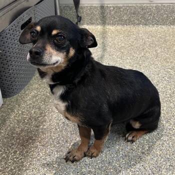 Chihuahua Dogs Available for Adoption in Eureka, California - Sage | PetCurious