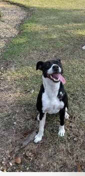 Rescue Black Labrador Retriever Dogs for Adoption in Upper Township, New Jersey - Rosie | PetCurious