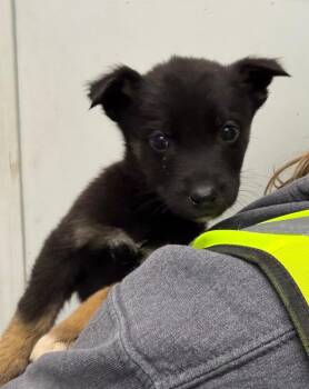 Sorel -  Shepherd and Husky Dog for Adoption in Yellowknife, Northwest Territories - Sorel | PetCurious