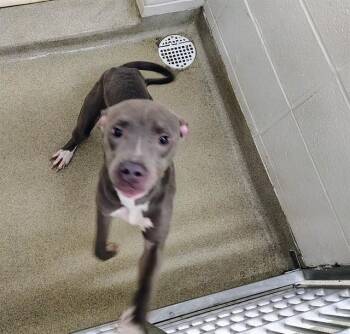 Pit Bull Terrier and Mixed Breed Dogs Available for Adoption in St. Louis, Missouri - CLOUD | PetCurious