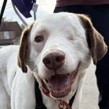Santa -  Labrador Retriever Dog for Adoption in Toronto, Ontario - Santa | PetCurious
