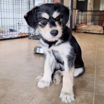Terrier Dogs Available for Adoption in Calimesa, California - Jack | PetCurious