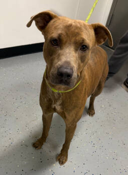 Rescue Pit Bull Terrier and Mixed Breed Dogs for Adoption in Kemp, Texas - Eddie | PetCurious