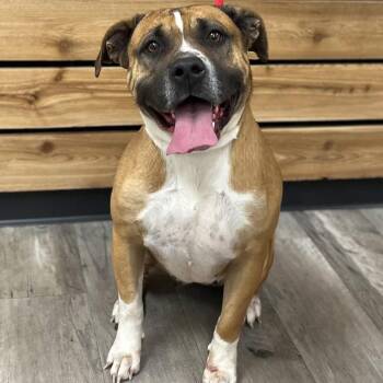 Terrier and Cane Corso Dogs Available for Adoption - Nala II | PetCurious