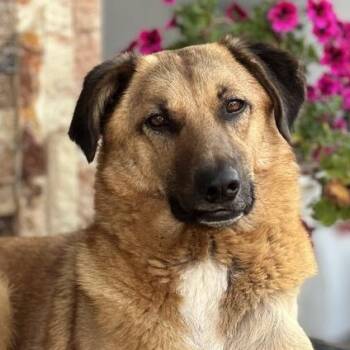 Ms. Beautiful Mochi -  Anatolian Shepherd Dog for Adoption in Ridgefield, Washington - Ms. Beautiful Mochi | PetCurious