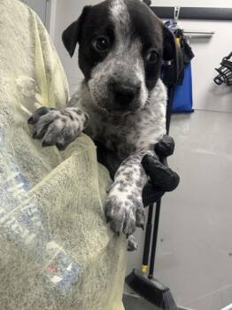 Vanilla Bean -  Mixed Breed Dog for Adoption in Sevierville, Tennessee - Vanilla Bean | PetCurious