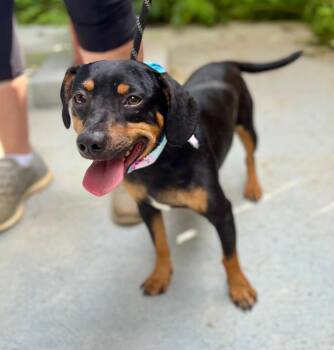 Vesuvius -  Chihuahua and Mixed Breed Dog for Adoption in Ellijay, Georgia - Vesuvius | PetCurious