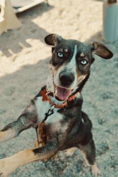 Aster -  Australian Cattle Dog Blue Heeler Dog for Adoption in Cincinnati, Ohio - Aster | PetCurious