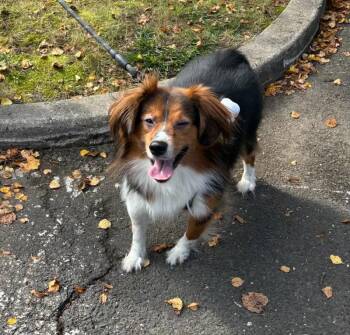 Kane -  Australian Shepherd Dog for Adoption in Ocean Township, New Jersey - Kane | PetCurious