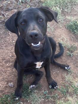 Kala -  Labrador Retriever Dog for Adoption in Snyder, Texas - Kala | PetCurious