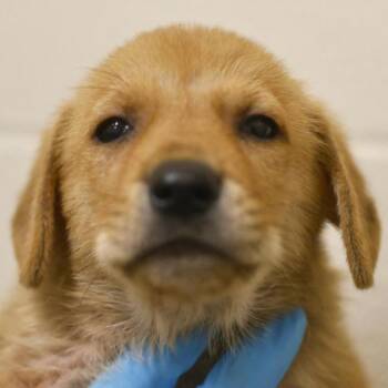 Marty Mayo -  Shepherd Dog for Adoption in San Antonio, Texas - Marty Mayo | PetCurious