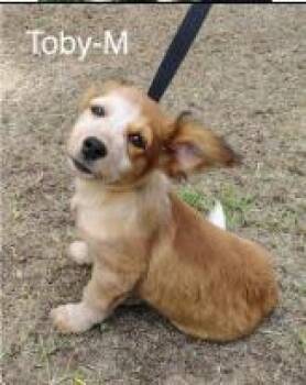 Toby -  Terrier Dog for Adoption - Toby | PetCurious