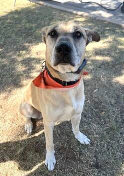 Rescue Great Dane Dogs for Adoption in Oklahoma City, Oklahoma - LARRY 436409 FosterHomeLIKESDogsKidsHousebroken.90PoundsOfLOVE! | PetCurious