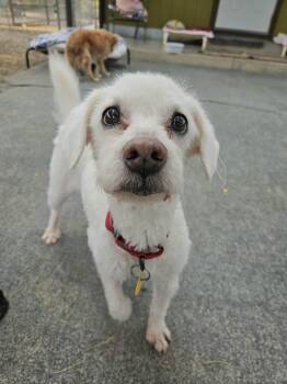 Miniature Poodle Dogs Available for Adoption in Phoenix, Arizona - Uncle Buddy | PetCurious