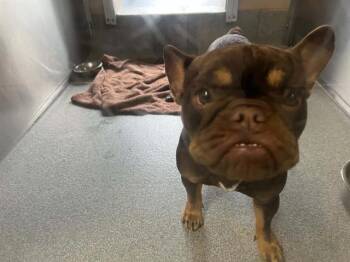 French Bulldog Dogs Available for Adoption in Tustin, California - GRACIE | PetCurious