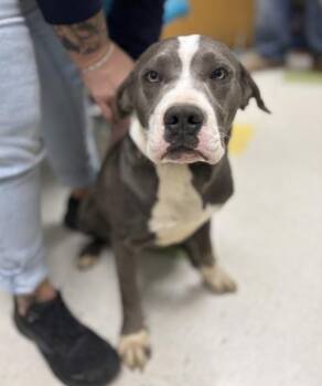 Diesel -  Cane Corso Dog for Adoption in Sioux City, Iowa - Diesel | PetCurious