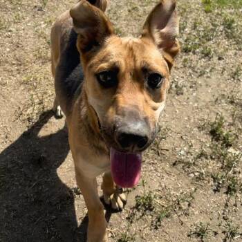 Shortstop -  Cardigan Welsh Corgi and German Shepherd Dog Dog for Adoption in San Jacinto, California - Shortstop | PetCurious
