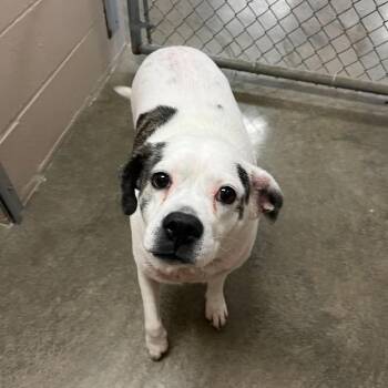 Winnie AKA Sarah Lee -  Boxer and Mixed Breed Dog for Adoption in Muncie, Indiana - Winnie AKA Sarah Lee | PetCurious
