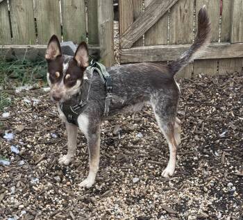 Overton -  Cattle Dog Dog for Adoption in Ellicott City, Maryland - Overton | PetCurious