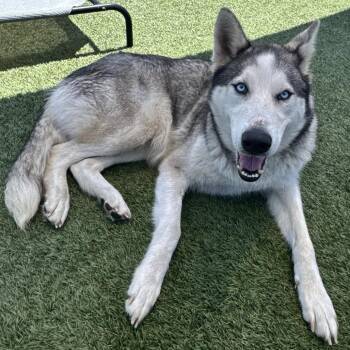 Cassidy -  Siberian Husky and Mixed Breed Dog for Adoption in Hawthorne, California - Cassidy | PetCurious
