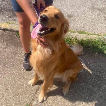 Samuel Stray Hold 9/6 -  Golden Retriever Dog for Adoption in Huntington, West Virginia - Samuel Stray Hold 9/6 | PetCurious