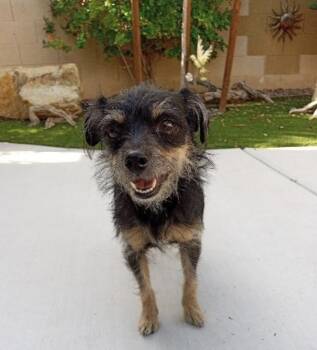 Rescue Yorkshire Terrier and Chihuahua Dogs for Adoption in Henderson, Nevada - Truffles | PetCurious