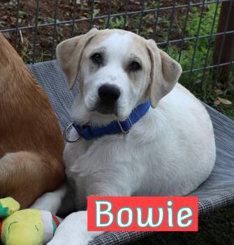 Labrador Retriever Dogs Available for Adoption in Southlake, Texas - Bowie | PetCurious