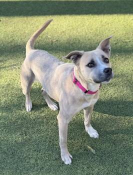 Happy -  Pit Bull Terrier Dog Available for Adoption in Sandy Springs, Georgia - Happy | PetCurious