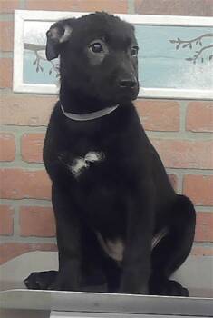 A2084017 -  Labrador Retriever Dog for Adoption in Houston, Texas - A2084017 | PetCurious