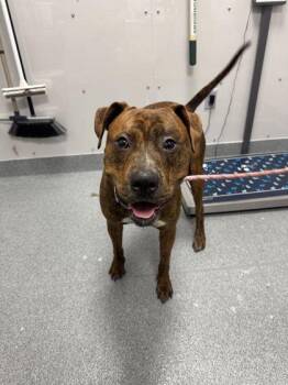 Apollo -  Pit Bull Terrier and Mixed Breed Dog for Adoption in Sevierville, Tennessee - Apollo | PetCurious