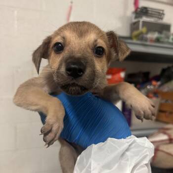Sasuke -  Shepherd Dog for Adoption in Edinburg, Texas - Sasuke | PetCurious