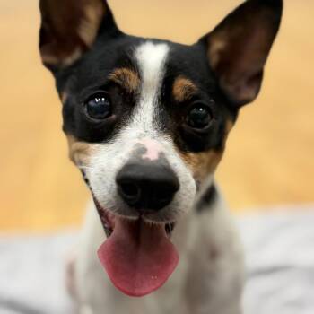 Quillan -  Chihuahua Dog for Adoption in St. Augustine, Florida - Quillan | PetCurious