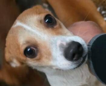 Mixed Breed Dogs Available for Adoption - Zola | PetCurious